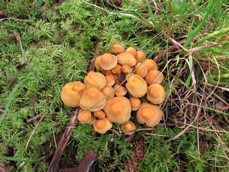 Sulfur Tuft Mushrooms Vancouver Island Bc Gohikingca