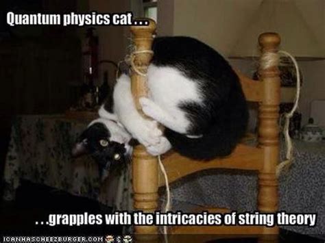 Quantum Physics Cat Funny Cat Captions Cat Quotes Funny Funny