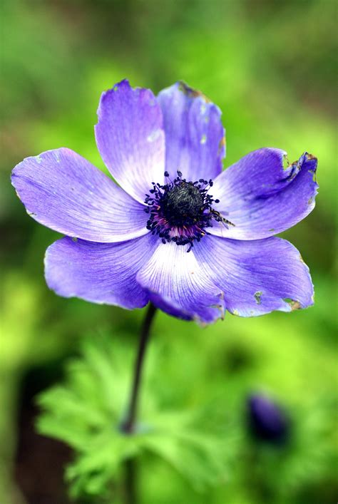 1080x1920 Wallpaper Purple Petaled Flower In Close Up Photography
