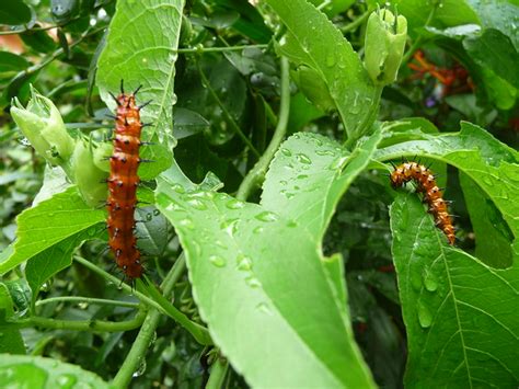 Caterpillar On Passion Vine Flickr Photo Sharing