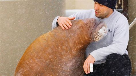 The Fight To Free Smooshi The Worlds Most Famous Captive Walrus