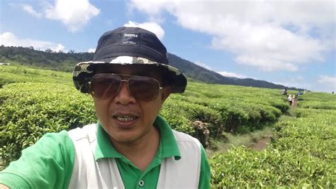 Kebun teh liki solok selatan. Kebun teh Alahan panjang solok - YouTube