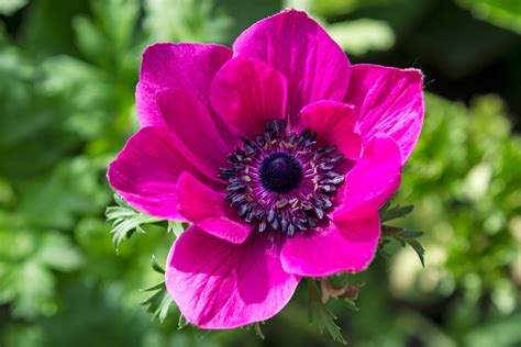 Anemone Daughter Of The Wind Floralife Blog