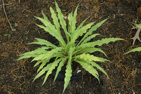 Maybe you would like to learn more about one of these? Curly Fries Hosta (Hosta 'Curly Fries') in Reno Sparks ...