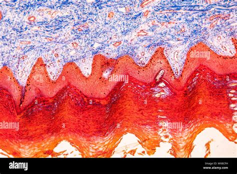 Skin Cells Microscope High Resolution Stock Photography And Images Alamy
