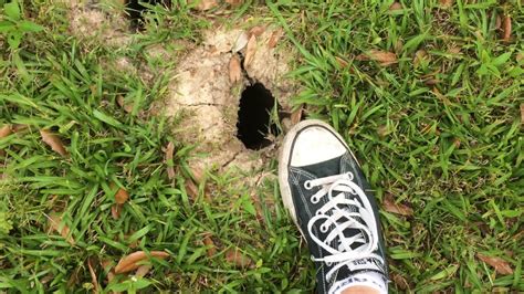 Snake Holes In Yard How To Kill Snakes In Yard Or Under House The