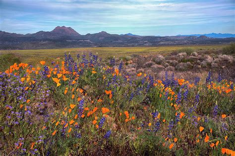 Arizona's flowering plants bloom at various times of year, although the spring wildflower season is generally the best time to view unforgettably vibrant fields of color. Desert blooming flowers in the springtime Photograph by ...