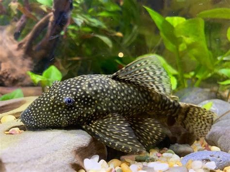 Bristlenose Pleco Care Guide Size Varieties And Lifespan Hepper