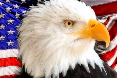 Free Images Wing Star Land Red Beak Symbol Flag Usa America