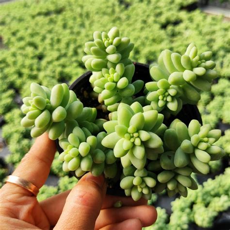 Sedum Burrito Donkey Tail Rare Succulent Plant Shown In 4 Pot