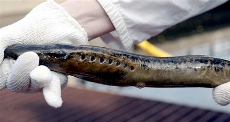 Lamprey Eel - "OCEAN TREASURES" Memorial Library