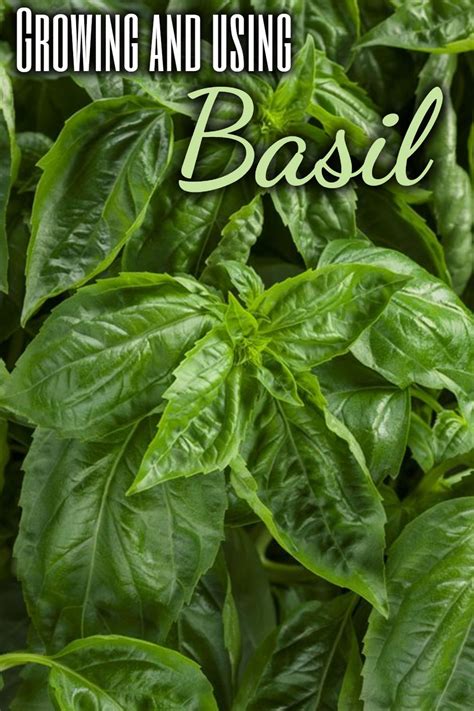Growing And Using Basil Caring For Basil Plant Basil Plant Edible