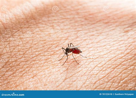 Aedes Aegypti Close Up A Mosquito Sucking Human Blood Stock Photo