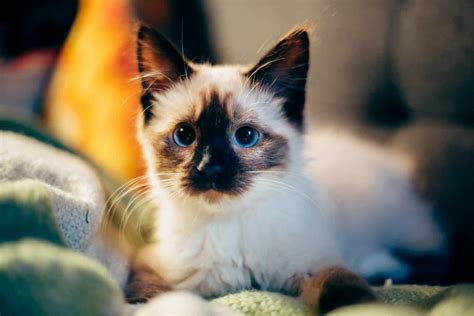 3 Amazing Facts About The Balinese Cat