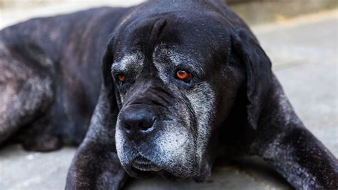 Nerve Sheath Tumor In Dogs