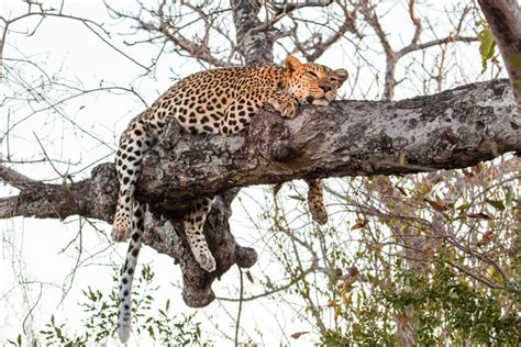 A Leopards Lunch Africa Geographic