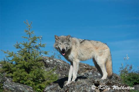 Wolf Kelly Walkotten Flickr