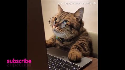 Funny Cat Boss Youtube