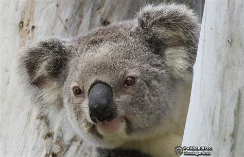 Save Our Precious Koalas Leading By Example