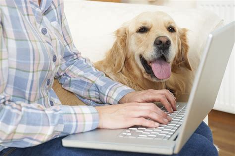Rover In Home Pet Sitting Tips For Animal Lovers