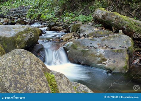 Mountain River Flowing Through The Forest Stock Image Image Of Stones