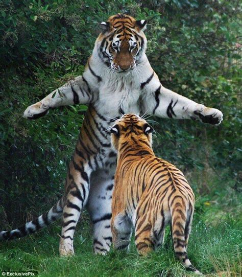 Psbattle This Tiger Towering Over His Buddy Rphotoshopbattles