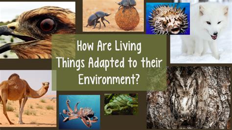 4th Grade How Are Living Things Adapted To Their Environment By