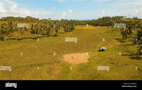Rice Field With Yellowish Green Grass Blue Sky Cloud Tropical