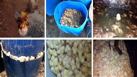Peta Releases Video Of Chicks Being Burnt Drowned And Crushed To Death