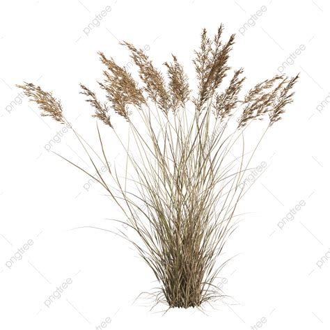 Shrubs Png Image Calamagrostis Canadensis Shrubs On Transparent