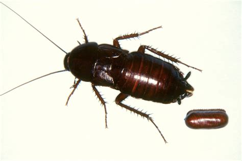 Cockroaches Pest Control Abc Termite And Pest Control Omaha And Lincoln