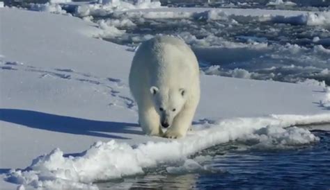 Loss Of Arctic Sea Ice Threatens Polar Bears