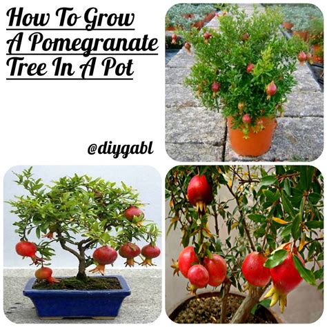 How To Grow A Pomegranate Tree In A Potlearn How Diy Gardening