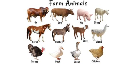 Farm Animal Trivia Quiz And Questions