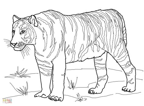 I'll just leave realistic tiger coloring page and tiger coloring page for adults here. Tiger Coloring Pages Realistic at GetColorings.com | Free ...