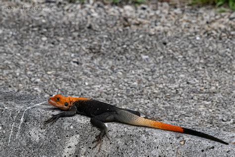 African Red Headed Agama Male The African Red Headed Agam Flickr