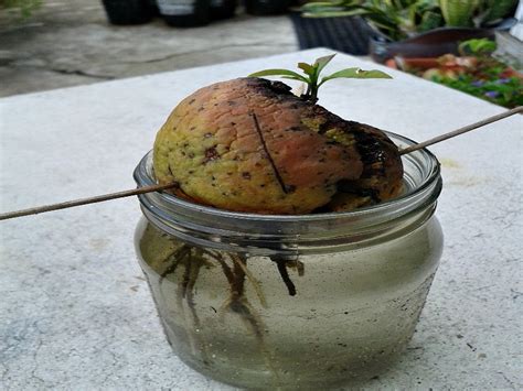 How To Grow An Avocado Tree From Seed Mikes Backyard Nursery