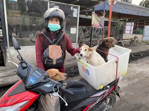The volcano erupted on sunday, jan. Volunteers provide food, aid to abandoned animals near ...