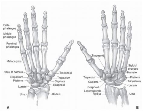 Hand And Wrist Anatomy Musculoskeletal Key