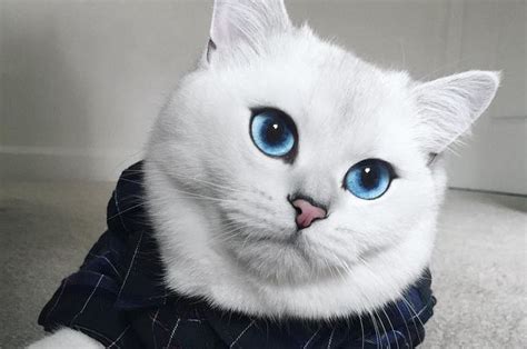 Is This The Most Beautiful Cat In The World Something Cool
