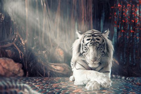 Tiger Hd Wallpaper 80602 Baltana