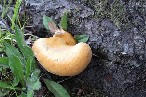 Foraging Reishi Mushrooms