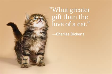 Cat Quotes Every Cat Owner Can Appreciate Readers Digest