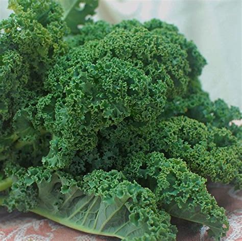 Curly Kale Seeds 100 Seeds Vates Blue Scotch Curled Kale Usa