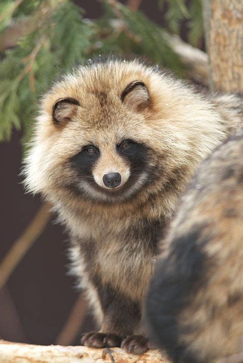 Tanuki Dog Cuteanimals