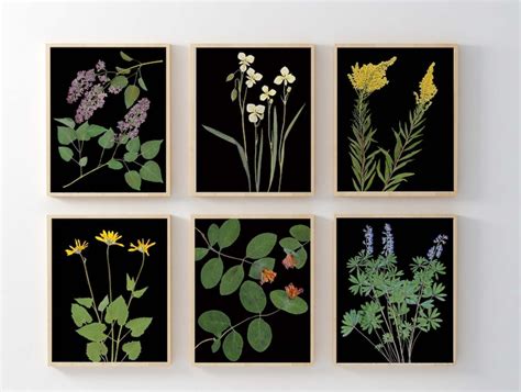 Set Of 6 Black Botanical Prints Pressed Flowers With Black Etsy Ireland