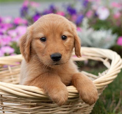Cute Newborn Red Golden Retriever Puppies 10 Reasons Why You Should