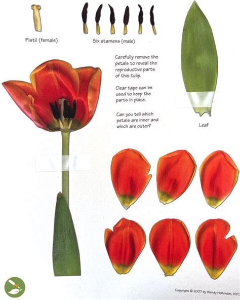 How To Draw A Tulip In 12 Easy Steps Draw Botanical Llc