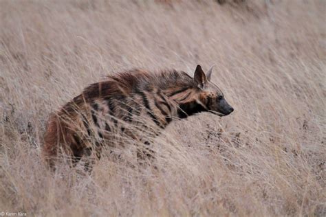 Striped Hyena The Forgotten Fourth Hyena Africa Geographic