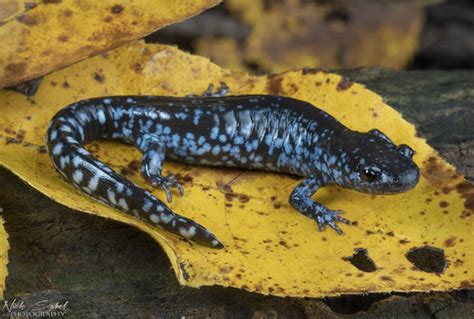 Blue Spotted Salamander Ambystoma Laterale A Stunning Adul Flickr